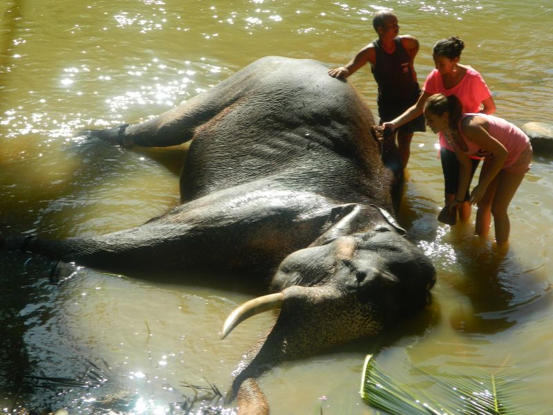 Sri Lanka - kupanje slona_800x600