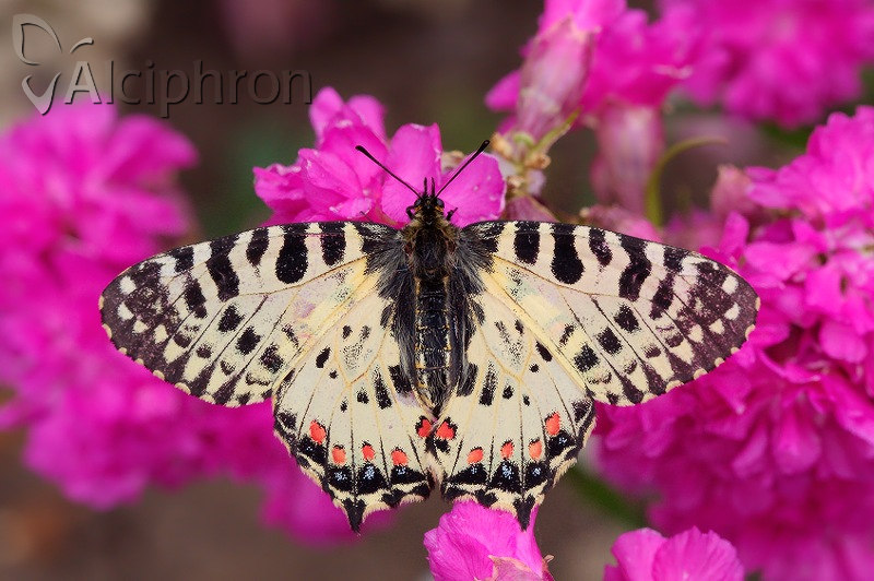Djurdjevdanski leptir Foto Milos Popovic